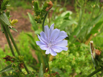 Cichorium intybus