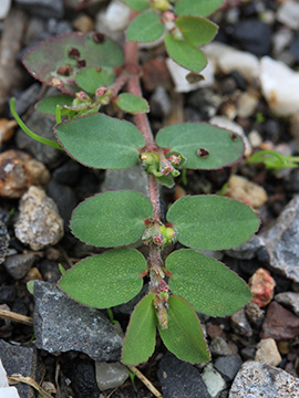 Euphorbia prostrata