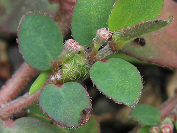 Euphorbia prostrata