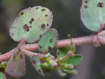 Euphorbia prostrata