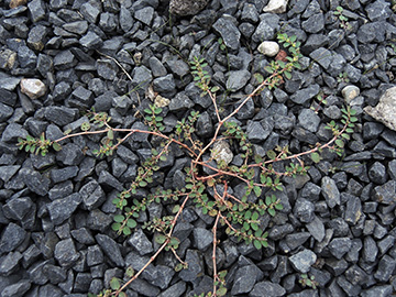 Euphorbia prostrata