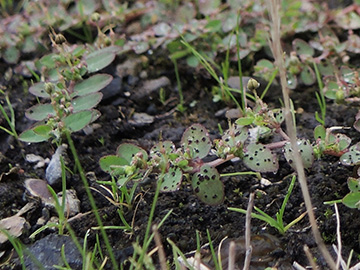 Euphorbia prostrata