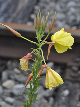 Oenothera glazioviana