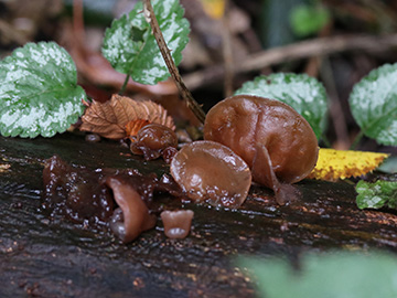 Auricularia auricula-judae