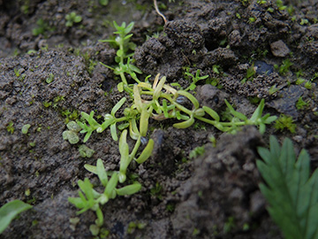 Callitriche palustris