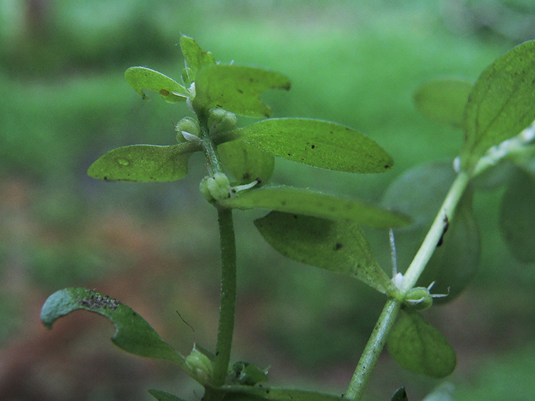 Callitriche platycarpa