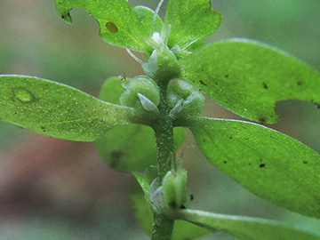 Callitriche platycarpa