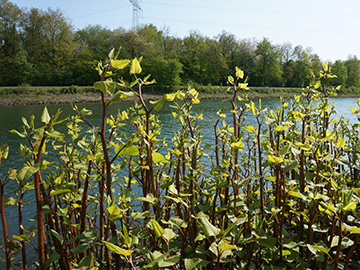 Fallopia japonica