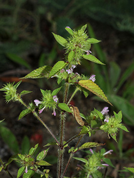 Galeopsis bifida