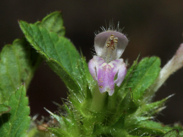 Galeopsis bifida