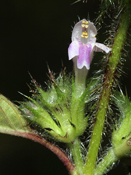 Galeopsis bifida