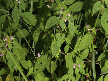 Galeopsis bifida