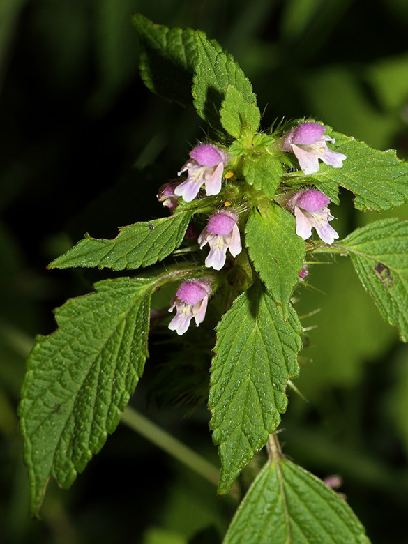 Galeopsis bifida