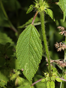 Galeopsis bifida