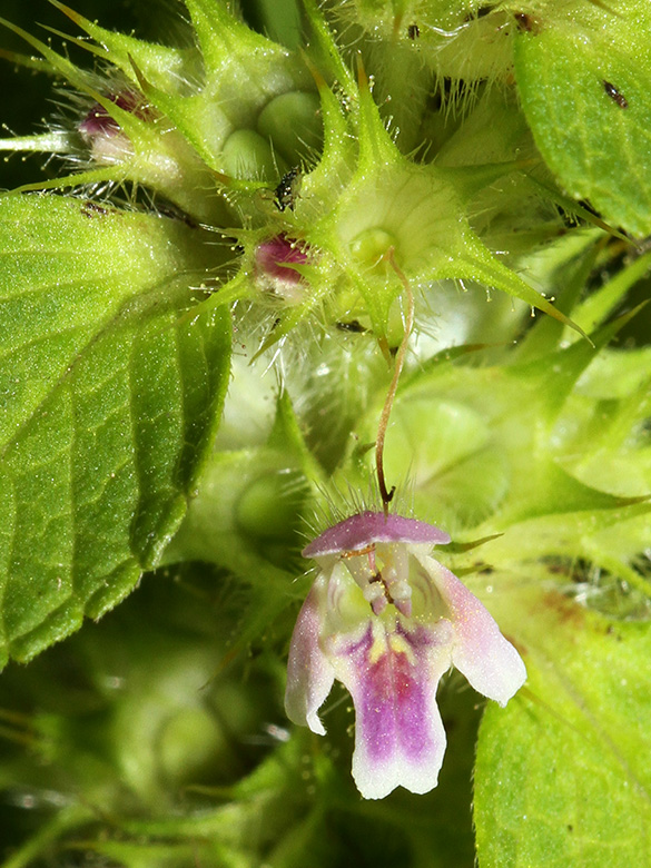 Galeopsis bifida