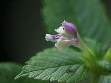 Galeopsis bifida