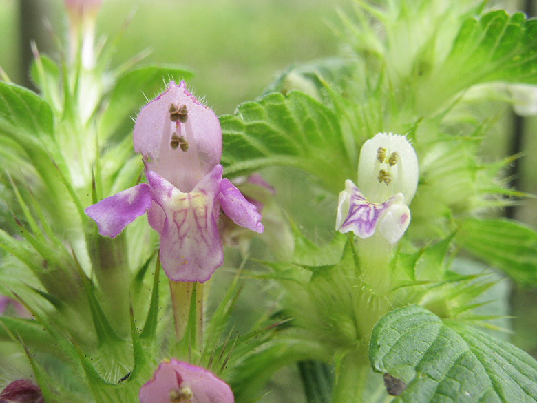 Galeopsis bifida