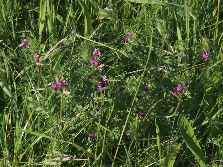 Vicia segetalis