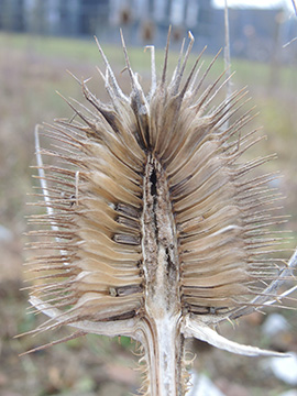 Dipsacus fullonum