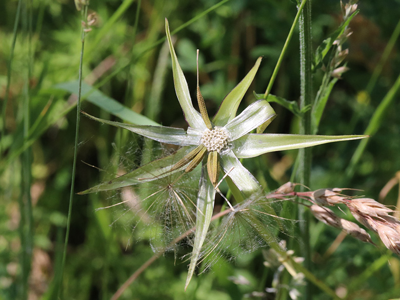 Tragopogon pratensis