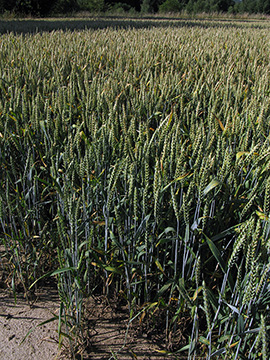 Triticum aestivum