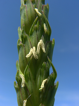 Triticum aestivum