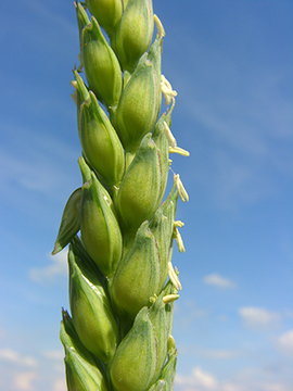 Triticum aestivum