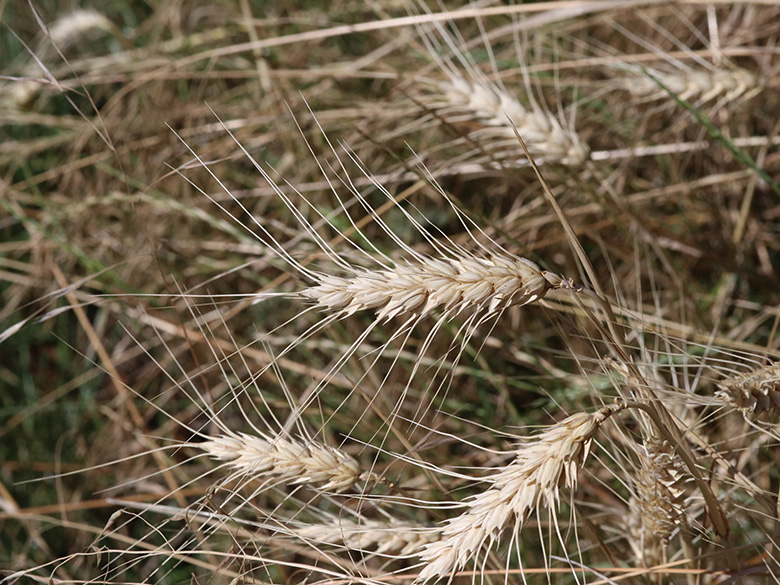 Triticum aestivum