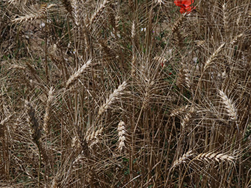 Triticum aestivum