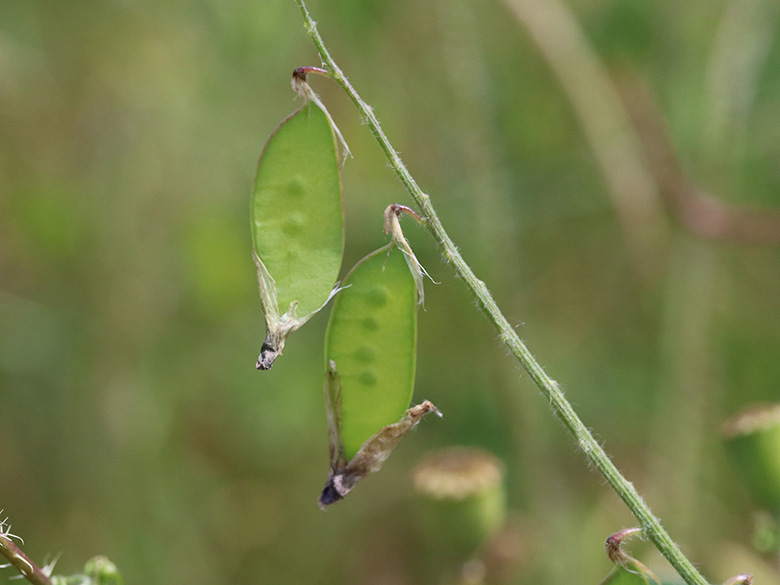 Vicia villosa