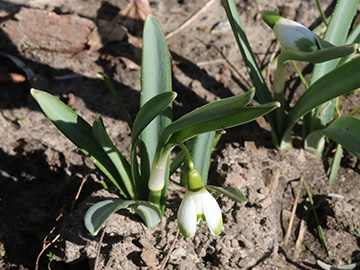 Galanthus nivalis Warei