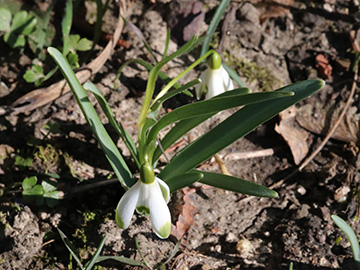 Galanthus nivalis Warei