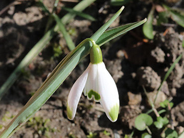 Galanthus nivalis Warei