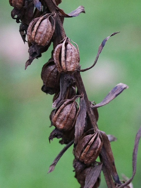 Epipactis helleborine