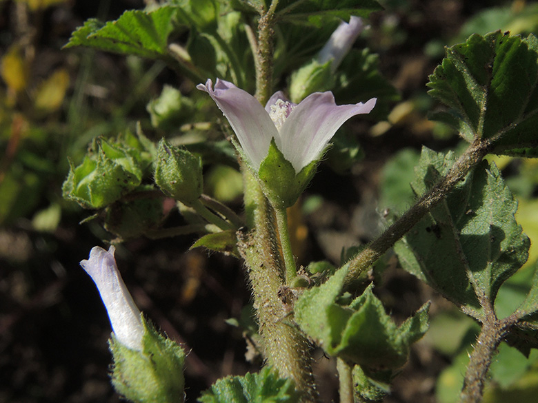 Malva neglecta