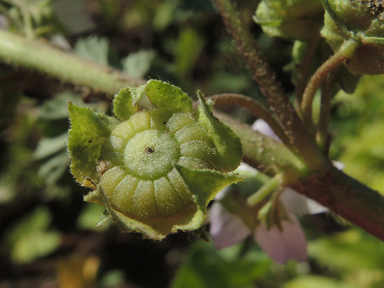 Malva neglecta