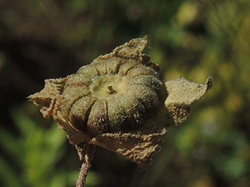 Malva neglecta