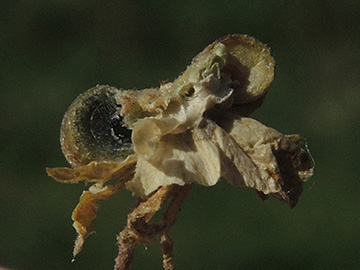 Malva neglecta