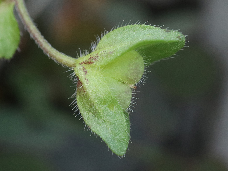 Veronica agrestis