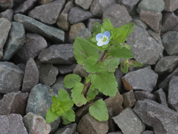 Veronica agrestis