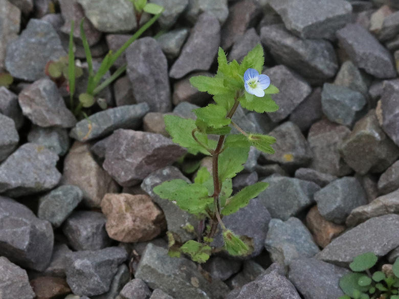 Veronica agrestis