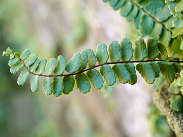 Asplenium trichomanes staufferi