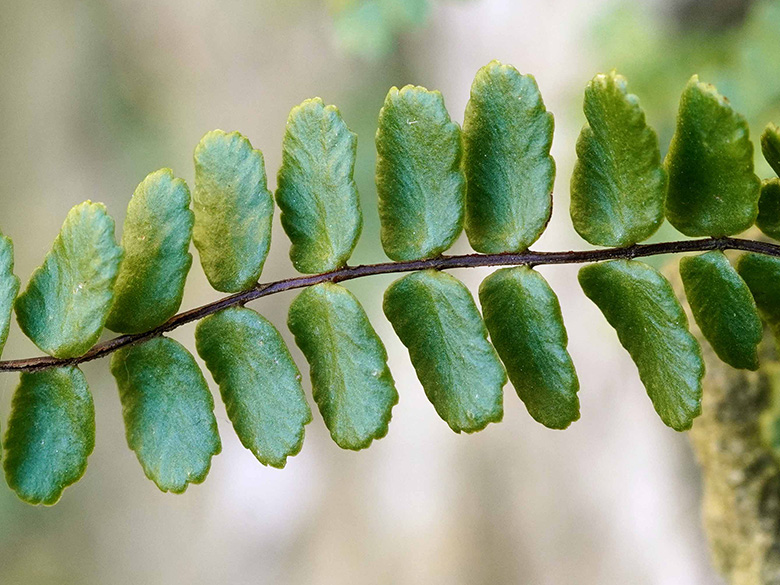 Asplenium trichomanes staufferi