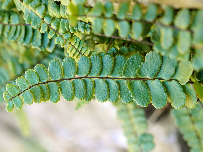 Asplenium trichomanes staufferi