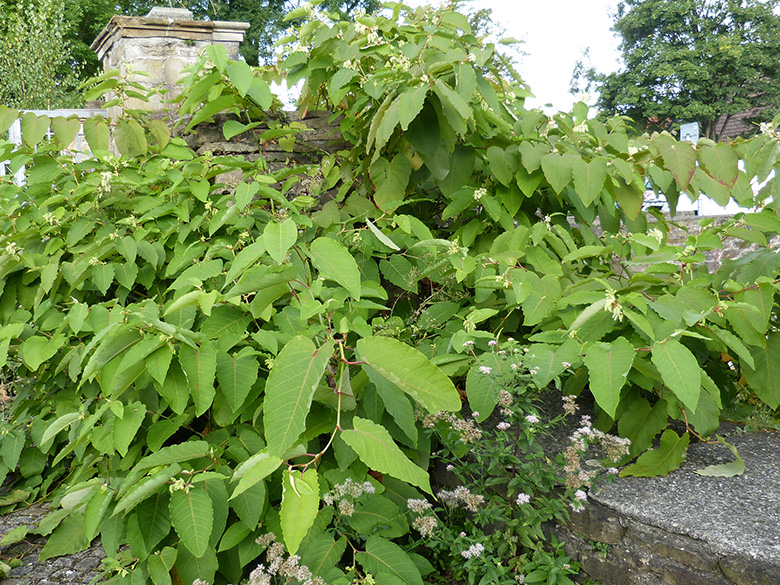 Fallopia sachalinensis