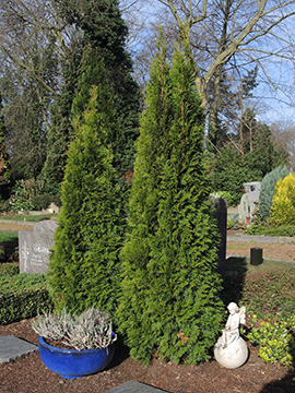 Thuja occidentalis