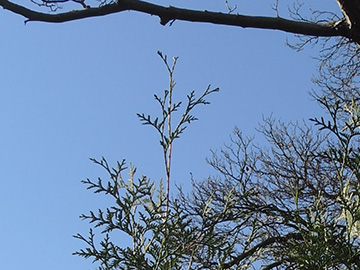 Thuja occidentalis