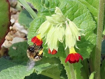 Primula veris Rote Töne