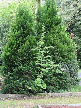 Corylus colurna