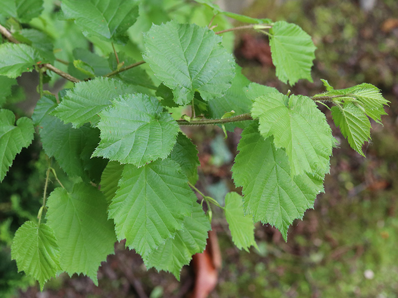 Corylus colurna